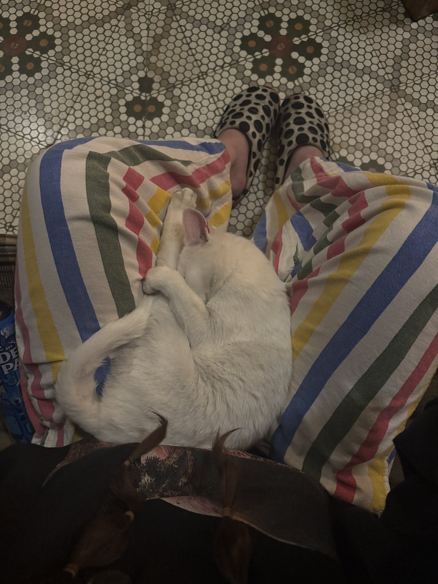 POSTWOOK's tweet image. one thing about me: I will always find the cat