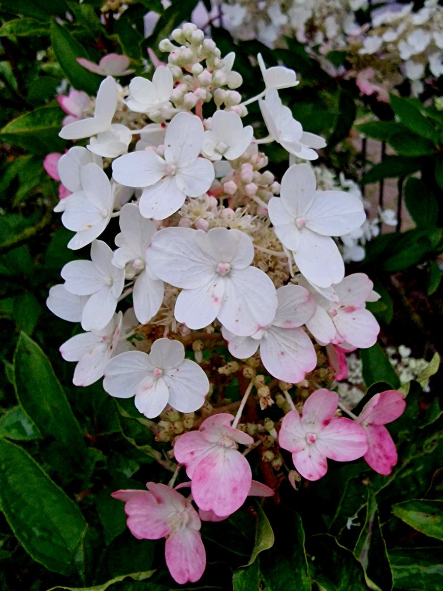 Good morning everyone. Happy friday.