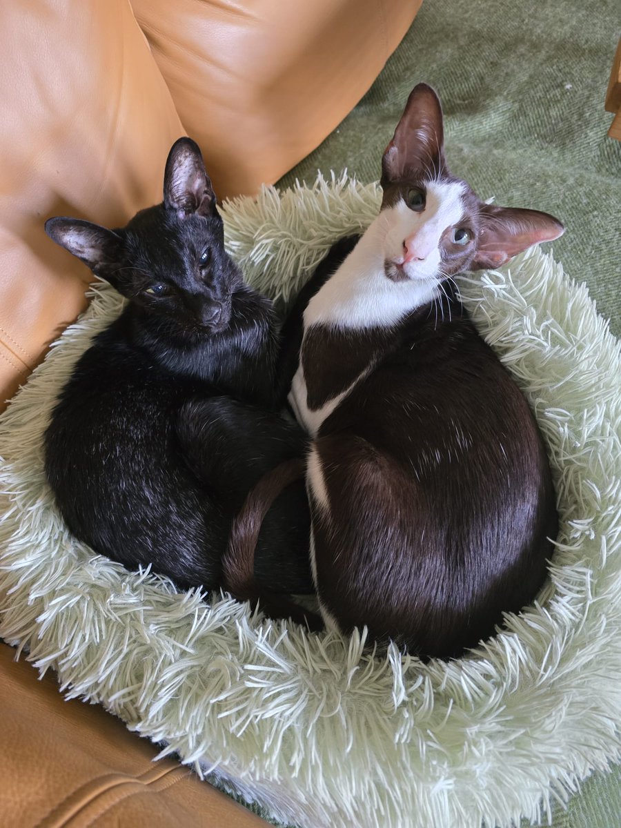 johnstf's tweet image. Mum, now that I&apos;m 1 year old, have I grown into my ears? Lorcán 😹 #CatsOfTwitter #meezer