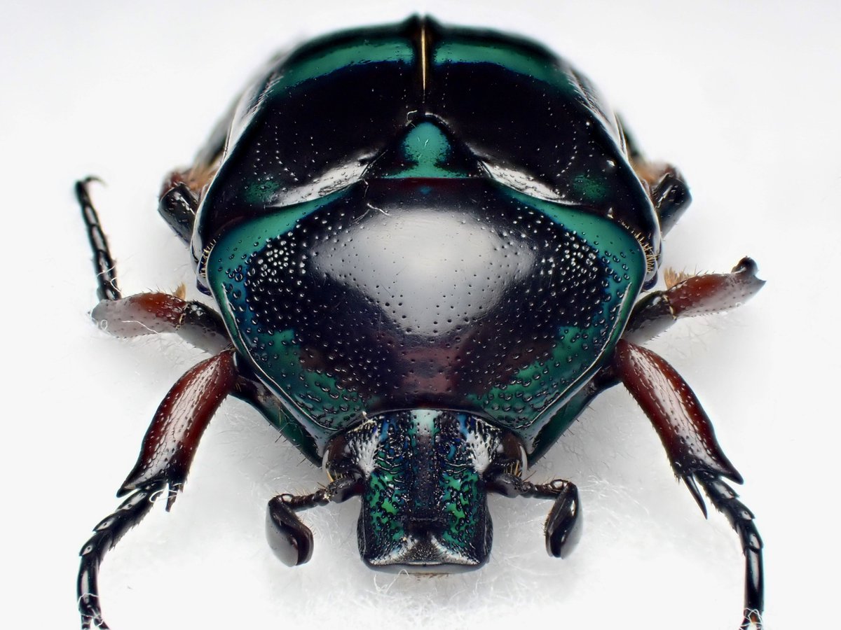 DamasterCarabus's tweet image. ベルシコロールツヤカナブン
Heterorrhina versicolor
🇵🇭 Philippines
パラワン島