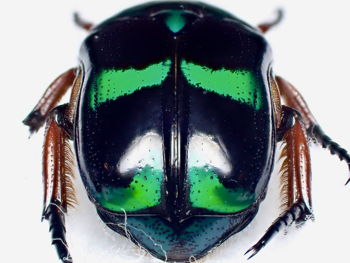 DamasterCarabus's tweet image. ベルシコロールツヤカナブン
Heterorrhina versicolor
🇵🇭 Philippines
パラワン島
