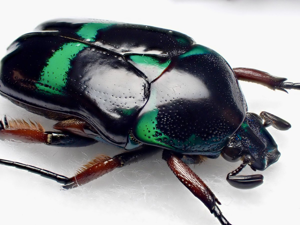 DamasterCarabus's tweet image. ベルシコロールツヤカナブン
Heterorrhina versicolor
🇵🇭 Philippines
パラワン島