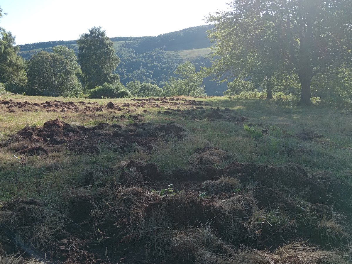 xaiecologic's tweet image. Hem pencant com condemnats per deixar uns llisos, deveses, closes i camps impecables pel nostre bestiar.
I ara aquesta plaga assola la terra i destrueix tot el nostre treball...
Hi haurà venjança, no farem presoners!!
A les armes!
Defensem la terra!
#Senglars ☠️☠️