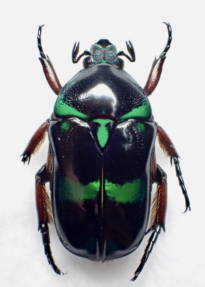 DamasterCarabus's tweet image. ベルシコロールツヤカナブン
Heterorrhina versicolor
🇵🇭 Philippines
パラワン島