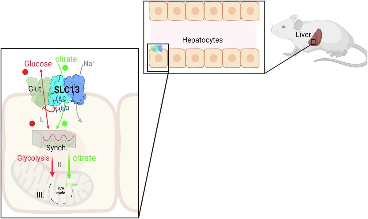 🔥🔥🔥🧬 Excited to share our latest paper <a href="/NatureComms/">Nature Communications</a>. A metabolic transport pathway that senses/synchs glucose + Krebs cycle intermediates. rdcu.be/exMbS 
🔬 🩺 #metabolism #diabetes #liver #bioenergetics . Kudos to Noa, Ahlam, Aharon &amp; colleagues!