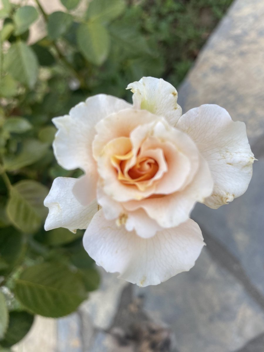 Theholypeace_'s tweet image. Günaydın arkadaşlar…
🕊️
Şu yaz sıcağında hâlâ gülümsüyorsun ya sana da günaydın Gül kardeş😊