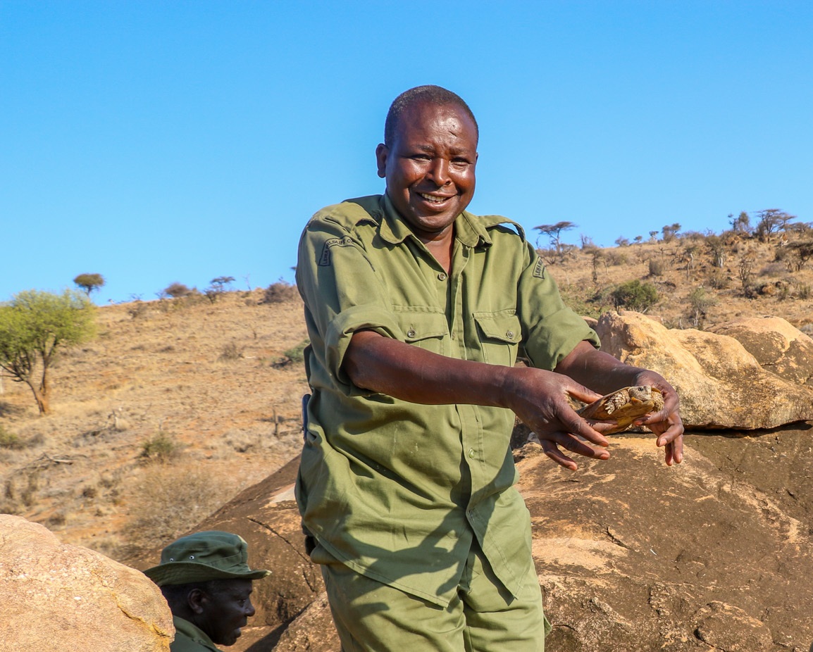 LewaConservancy's tweet image. Long before conservation became a formal field, Indigenous communities were already protecting nature.

At Lewa, Sumpere Ole Toki continues that tradition and is helping bring back the pancake tortoise.

Read more:  bit.ly/4lM19ZT