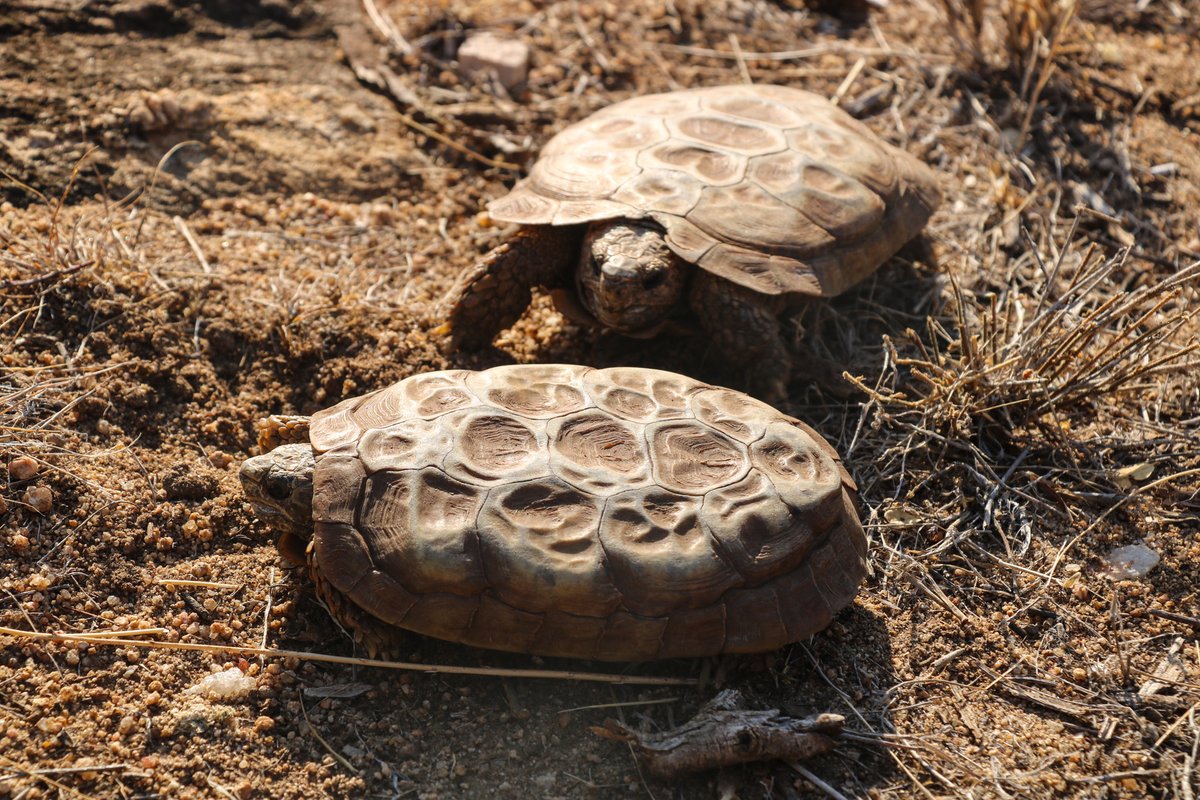LewaConservancy's tweet image. Long before conservation became a formal field, Indigenous communities were already protecting nature.

At Lewa, Sumpere Ole Toki continues that tradition and is helping bring back the pancake tortoise.

Read more:  bit.ly/4lM19ZT