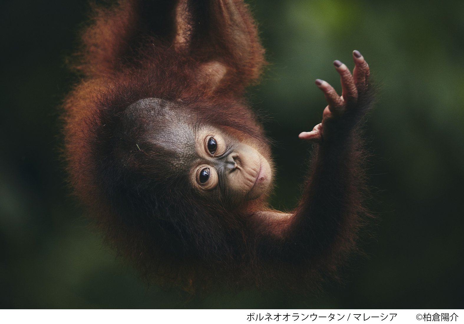 富士フイルム on X: 