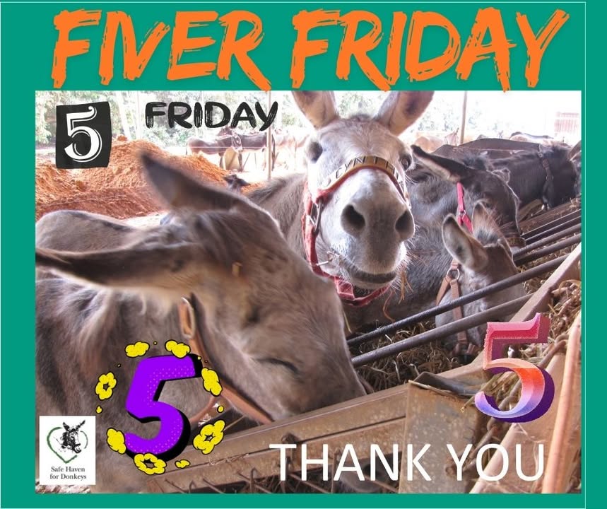 💥FIVER FRIDAY 💫

🙏Just £5, $5, or €5 can make a world of difference to sick, injured and abandoned donkeys &amp; foals. 

🚨 Please, give a little hope today. Our charity relies entirely on your generous donations to continue our vital work safehavenfordonkeys.beaconforms.com/form/07e3d1de Thank you! 😍