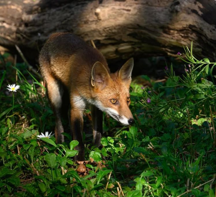 ChrisGPackham's tweet image. Thank you to @wildlife_62 on Instagram for this morning's dappled #FoxOfTheDay !