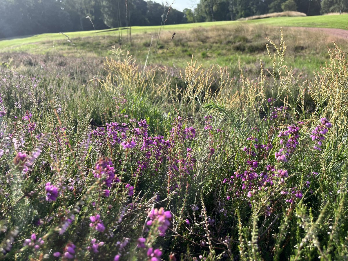 Moortown Course Info (@moortowngreens) on Twitter photo Ecology corner <a href="/MoortownGC/">ππππππππ ππππ
πππB β³οΈ</a>
3 types of heather in flower on the course at the moment.
Pic 1-Ling heather
Pic 2-Cross leaved heather
Pic 3-Bell heather Ecology corner <a href="/MoortownGC/">ππππππππ ππππ
πππB β³οΈ</a>
3 types of heather in flower on the course at the moment.
Pic 1-Ling heather
Pic 2-Cross leaved heather
Pic 3-Bell heather