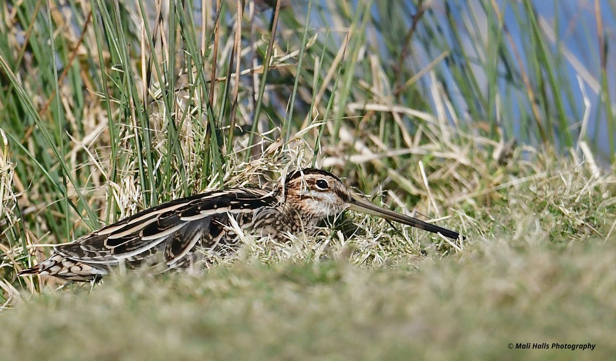 Snipe.

Have a great weekend all.

#BirdTwitter #Nature #Photography #wildlife #birds #TwitterNatureCommunity #birding #NaturePhotography #birdphotography #WildlifePhotography #Nikon