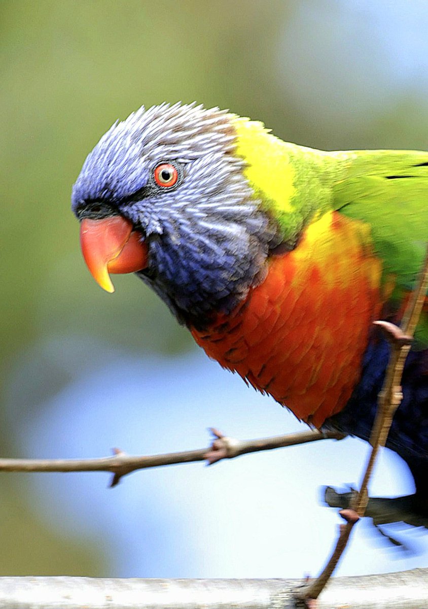 PhilNovis's tweet image. Rainbow Lorikeet portrait.  Melbourne,  Victoria,  Australia.