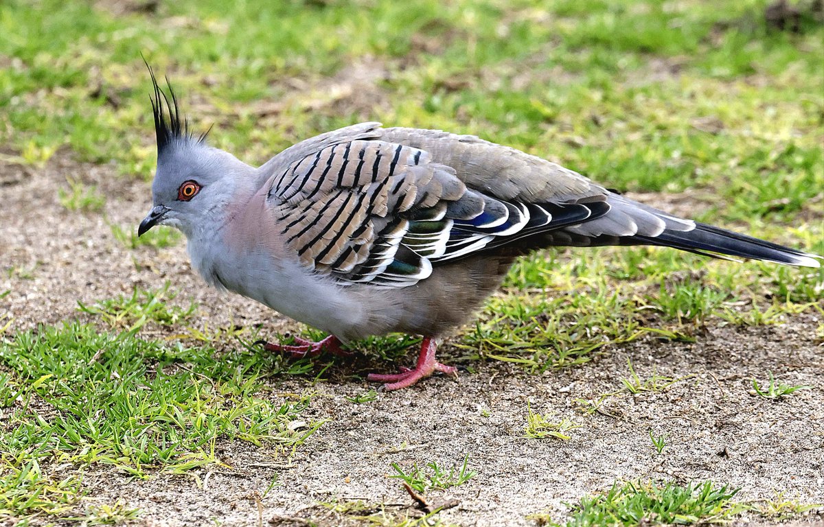 PhilNovis's tweet image. Crested Dove, Melbourne,  Victoria,  Australia.