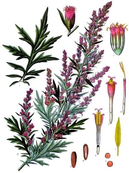JeanMarcBECHE's tweet image. Jour républicain de l&apos;ARMOISE (&quot;artemise vulgaire&quot;, plante medicinale aus diverses  vertus), ce 7 thermidor an 233 du calendrier révolutionnaire et aussi... 25 juillet de 2025 après JC  🏛🇨🇵🗓🌿🤫