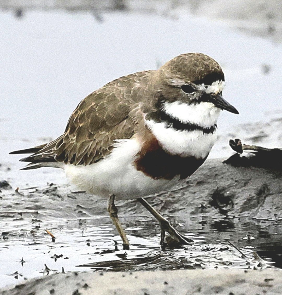 PhilNovis's tweet image. Double Banded Plover, Melbourne,  Victoria,  Australia.