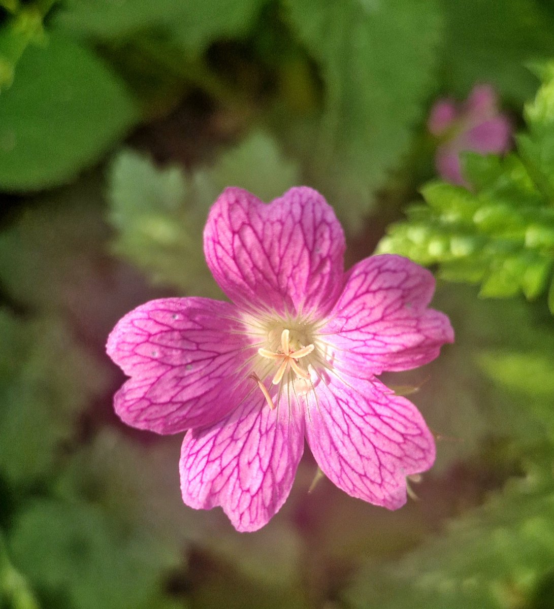 BrigidWalsh10's tweet image. It's the little things in life ๐
#FlowersOnFriday
#PinkFriday #enjoylife #WeekendVibes #grateful
#NatureBeauty