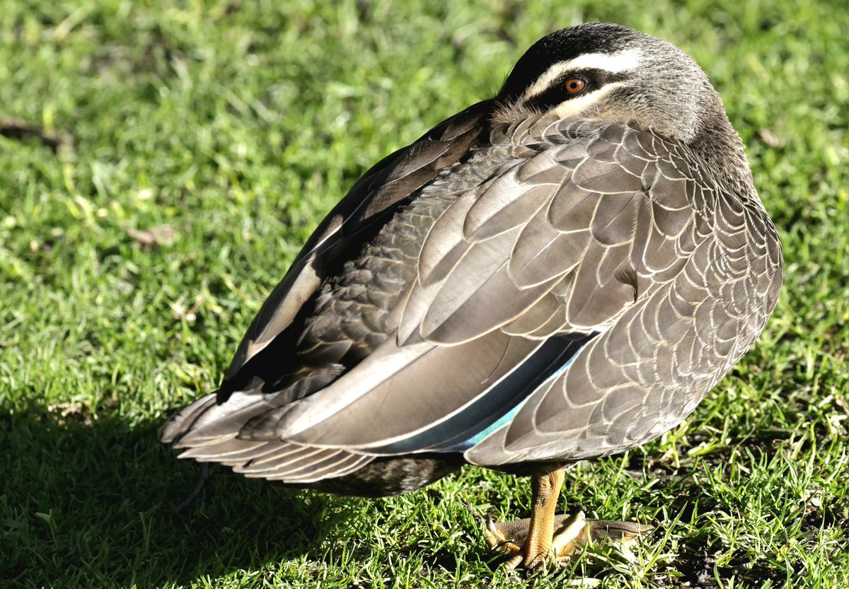 PhilNovis's tweet image. &apos;Spying&apos; Pacific Black Duck,  Melbourne,  Victoria,  Australia.