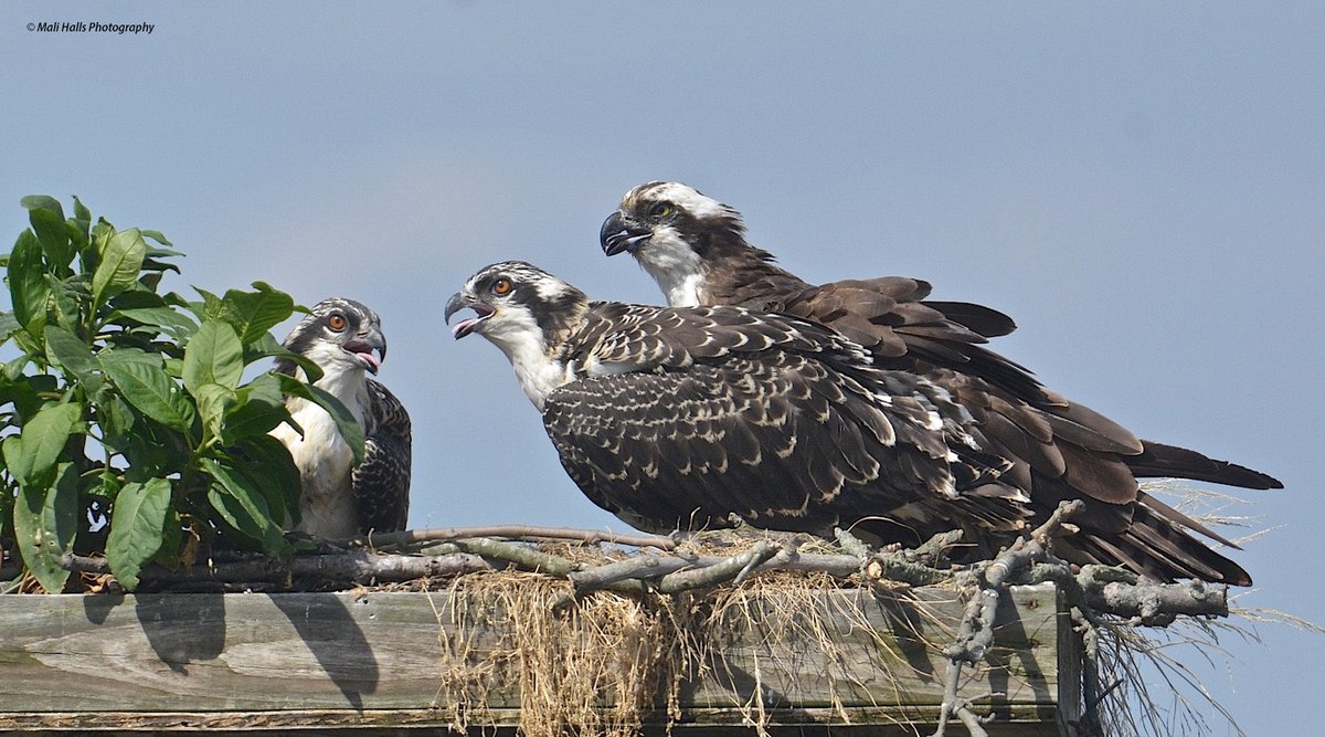 Ospreys.

Adult back right, with 2 juveniles.

#BirdTwitter #Nature #Photography #wildlife #birds #TwitterNatureCommunity #birding #NaturePhotography #birdphotography #WildlifePhotography #Nikon