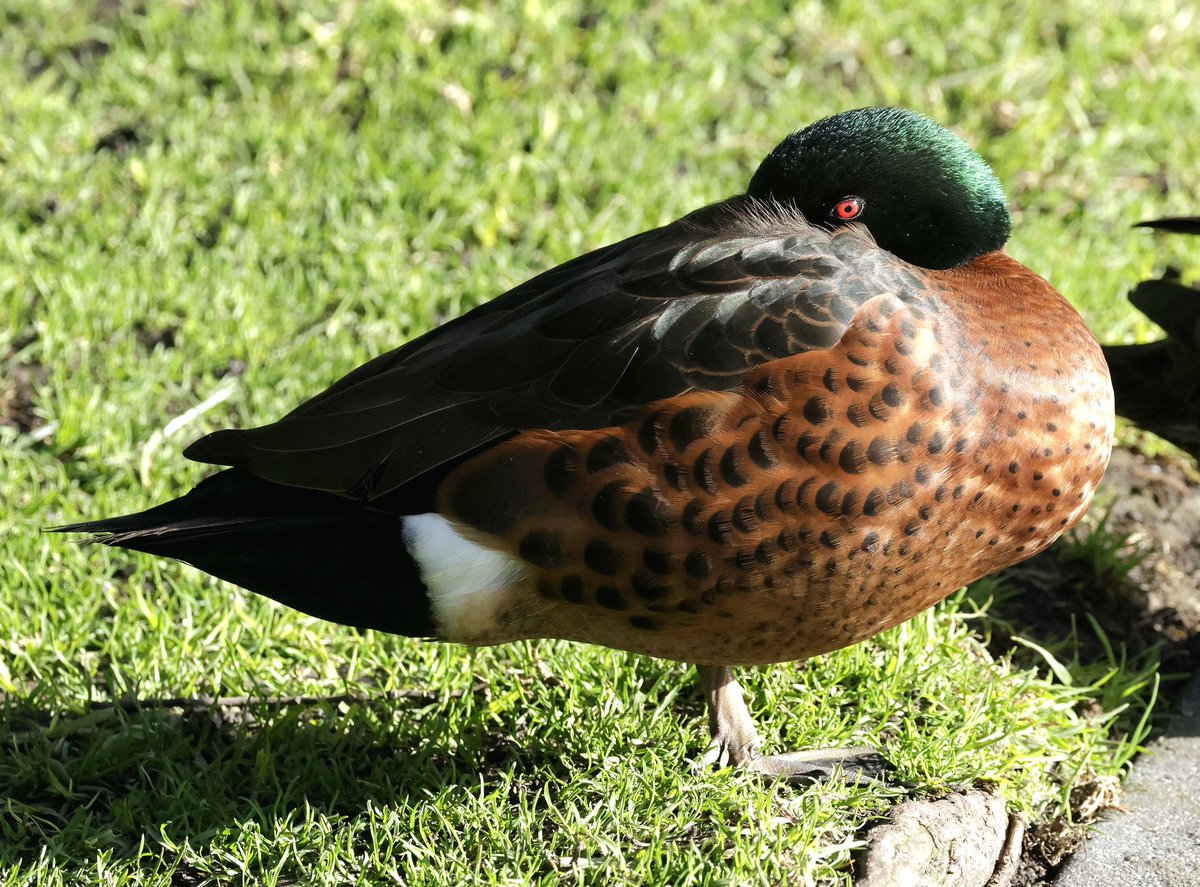 PhilNovis's tweet image. Chestnut Teal, Melbourne,  Victoria,  Australia.
