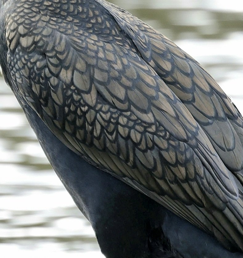 PhilNovis's tweet image. Exquisite feather detail on Greater Cormorant,  Melbourne,  Victoria,  Australia.