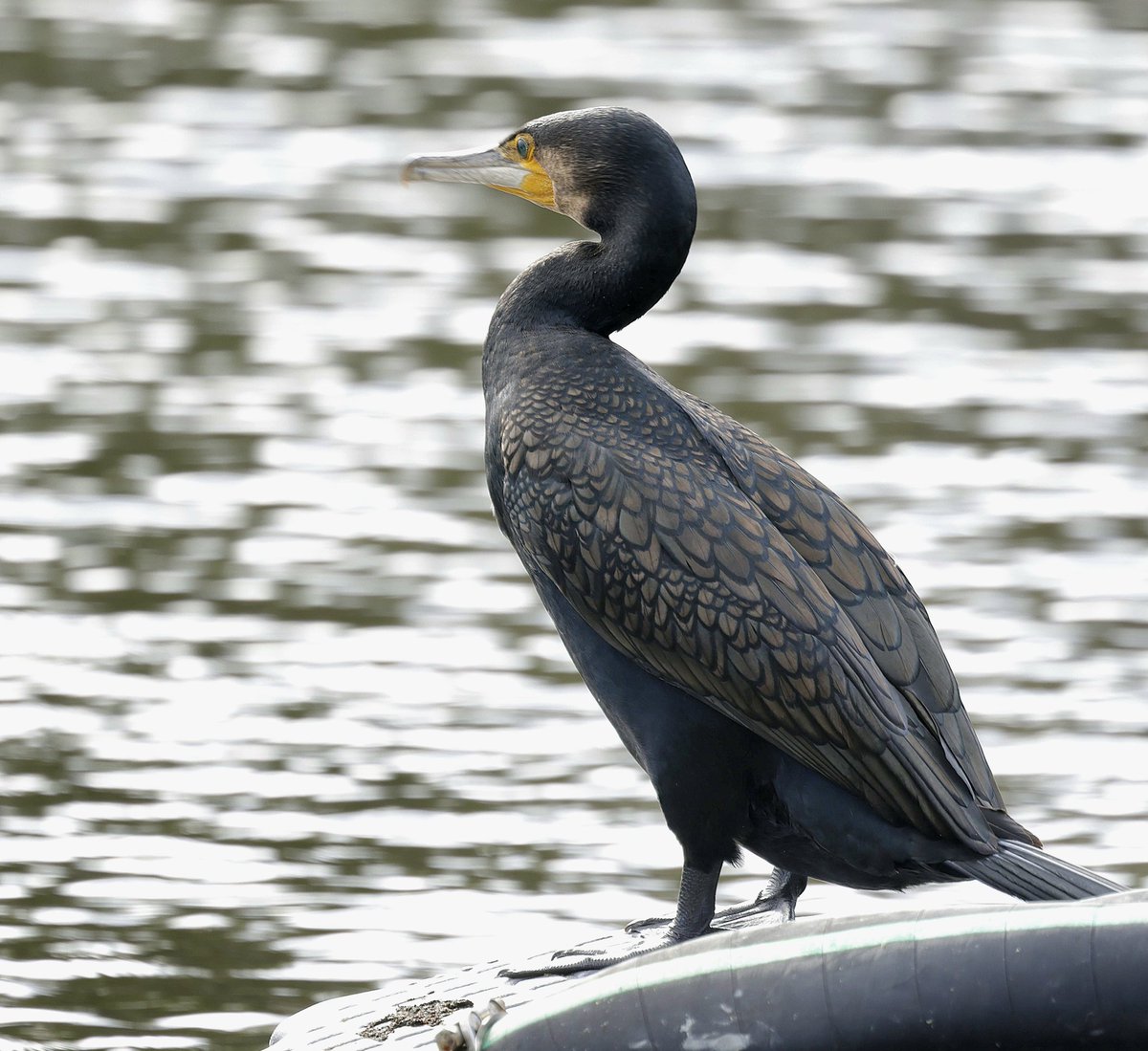 PhilNovis's tweet image. Exquisite feather detail on Greater Cormorant,  Melbourne,  Victoria,  Australia.