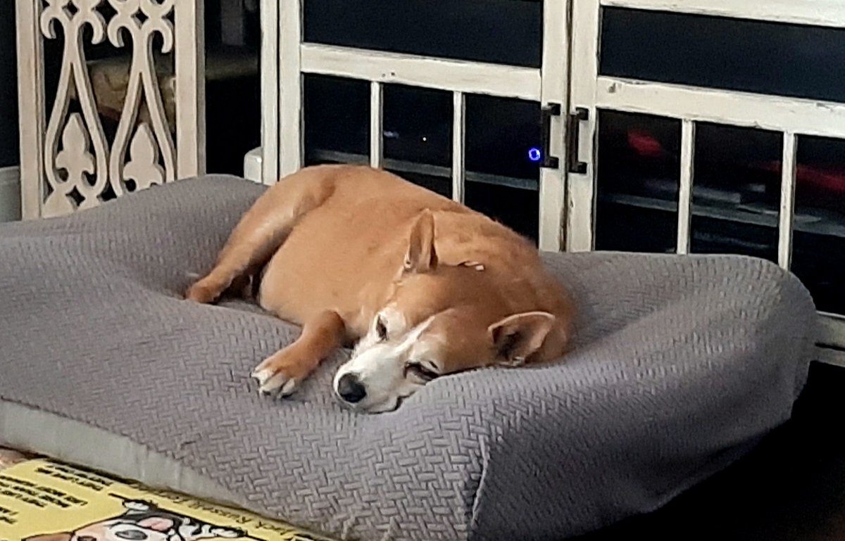 EltonSherrif's tweet image. Pupdate: No worries, I is fine, my pawrents always looking after I well, I is sleeping a lot and have my regular outings in da morning & evening. Off course, I like being driven in da truck with aircon blowing in my safety berth, Sheriff Elton from Texas 👍🐾🚔🐕🍀Hope y'all ok