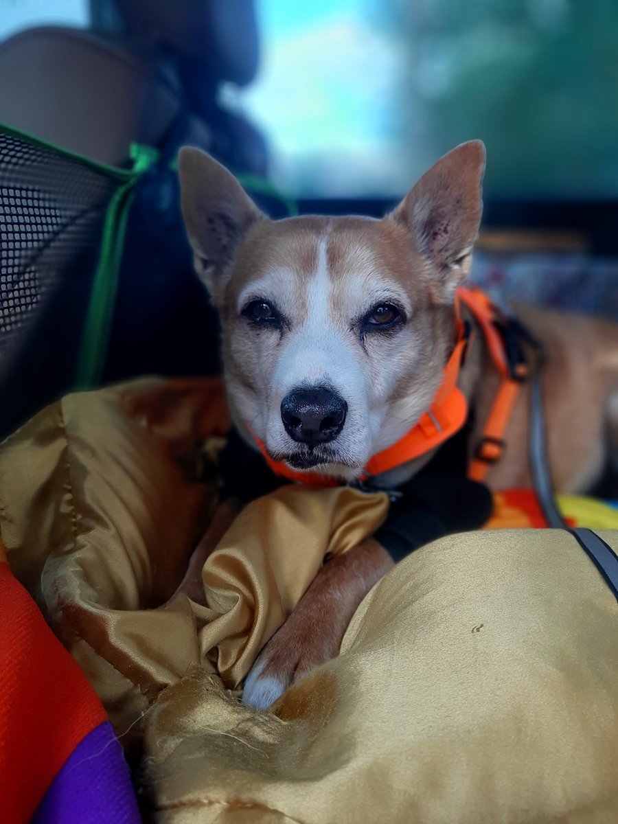 EltonSherrif's tweet image. Pupdate: No worries, I is fine, my pawrents always looking after I well, I is sleeping a lot and have my regular outings in da morning & evening. Off course, I like being driven in da truck with aircon blowing in my safety berth, Sheriff Elton from Texas 👍🐾🚔🐕🍀Hope y'all ok