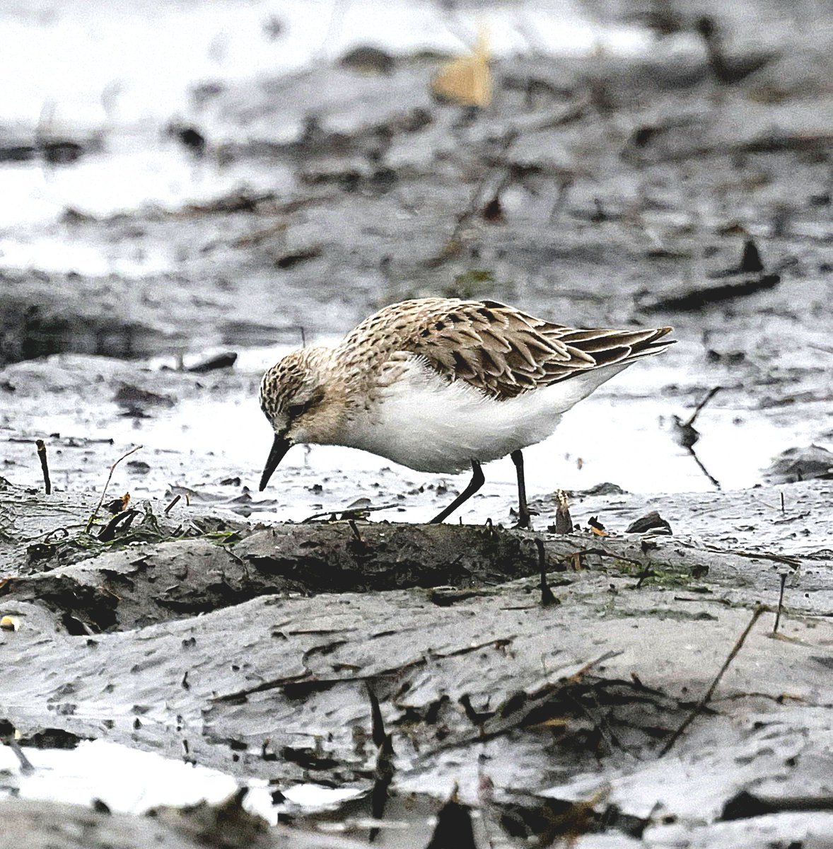 PhilNovis's tweet image. Red Necked Stint, Melbourne,  Victoria,  Australia.