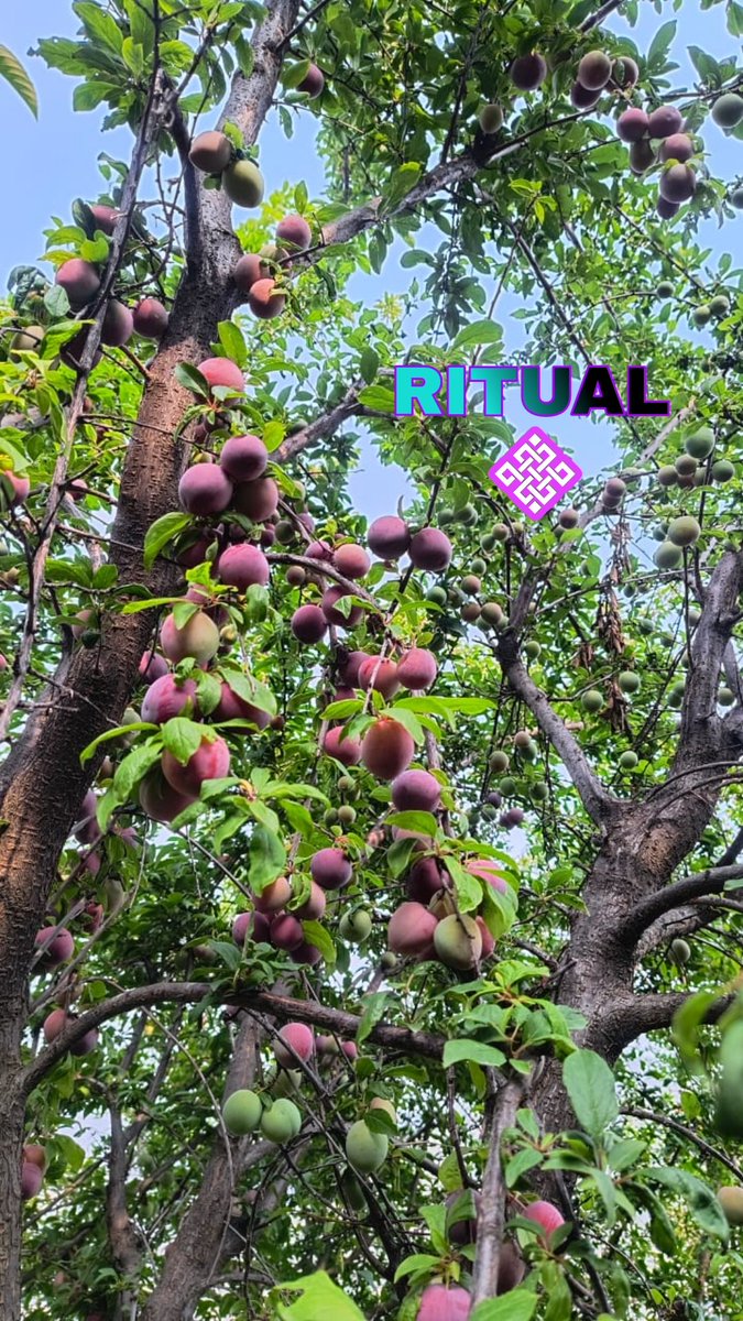 Guruji (Ø,G) 🍚 ⛓ (@guruji0335) on Twitter photo what is your daily Ritual?
My daily ritual is
Growing, ripening, and adding a little color to life—just like these fruits. 🍑✨
My ritual is simple: patience, sunshine, and growth. 🌞 <a href="/ritualfnd/">Ritual Foundation</a>
<a href="/Jez_Cryptoz/">Jez ritual/acc (❖,❖)</a>
#MyRitualChain
<a href="/ranas1814/">Ranas</a>
<a href="/devil0244/">Sunil dutt</a> what is your daily Ritual?
My daily ritual is
Growing, ripening, and adding a little color to life—just like these fruits. 🍑✨
My ritual is simple: patience, sunshine, and growth. 🌞 <a href="/ritualfnd/">Ritual Foundation</a>
<a href="/Jez_Cryptoz/">Jez ritual/acc (❖,❖)</a>
#MyRitualChain
<a href="/ranas1814/">Ranas</a>
<a href="/devil0244/">Sunil dutt</a>