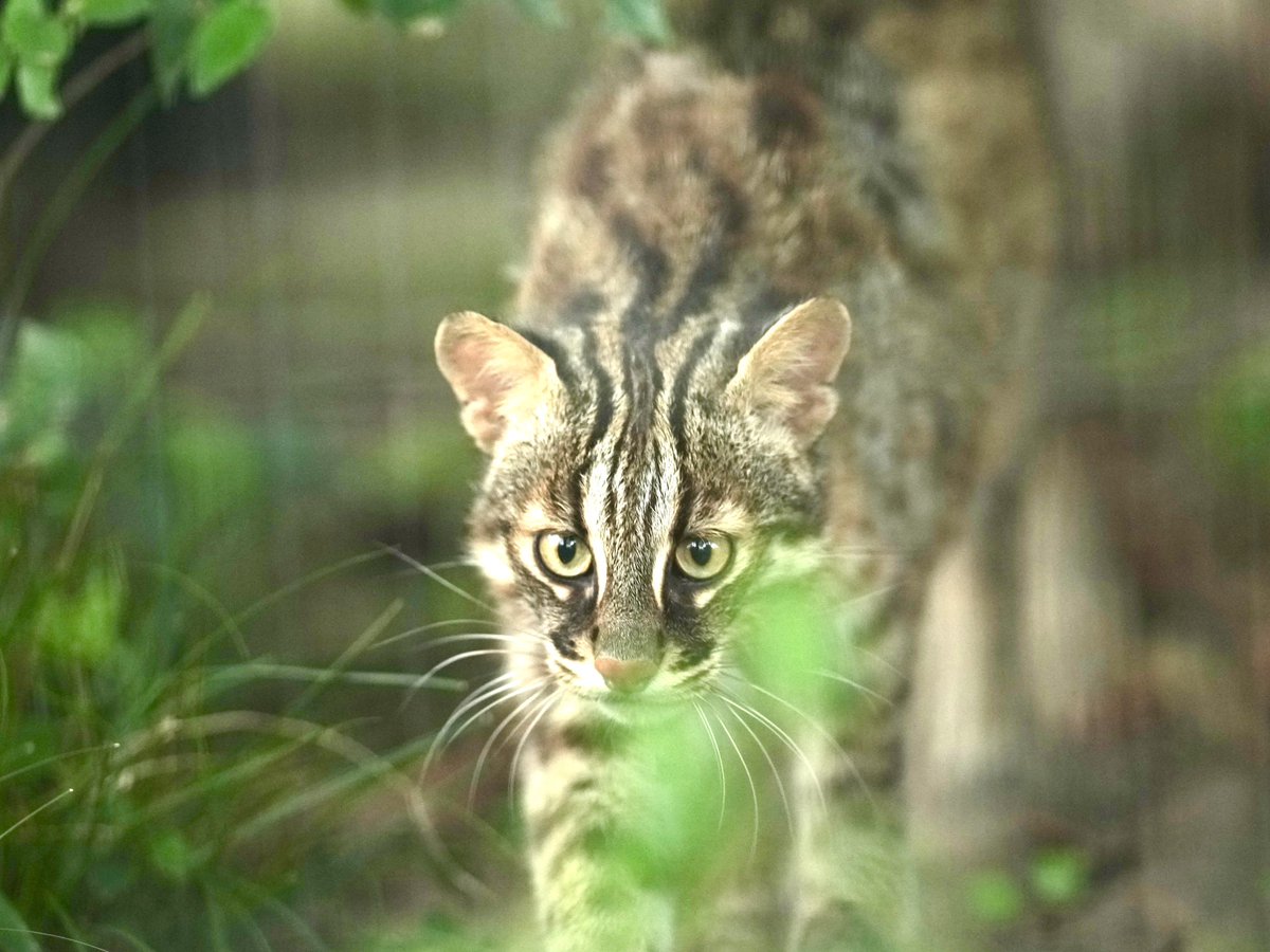 PGkXoqYKBwQ2ajk's tweet image. あさのお散歩🐾
#アカツキ
#ツシマヤマネコ
#福岡市動物園
#ヤマネコ
#leopardcat
#対馬
#tsushimaleopardcat