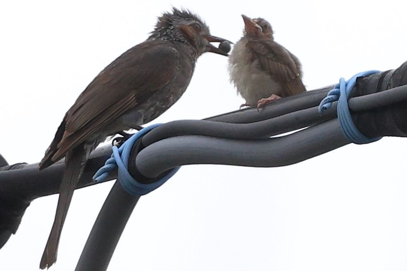 川崎事業所では #ヒヨドリ の親子に遭遇、木の実をあげようとしています。
でもヒナは、お腹いっぱいかナ?!

▼野鳥写真図鑑「ヒヨドリ」
global.canon/ja/environment…