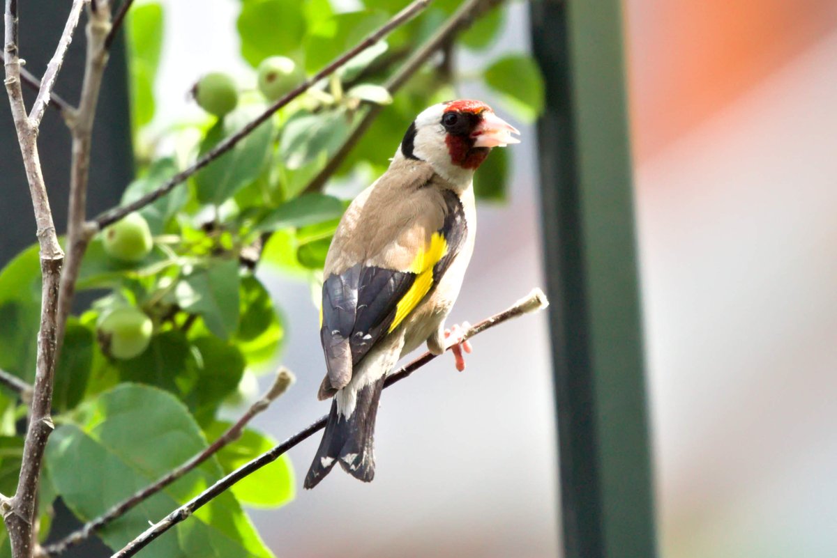 LefterisJP's tweet image. Good morning & TGIF 🌥️
Wish you all a beautiful day and a smooth slide into the weekend with a closeup 📸 of a European goldfinch seen at my balcony.
🇩🇪 Stieglitz | 🇵🇱 Szczygieł | 🇬🇷 Καρδερίνα | 🇺🇦 щиглик
