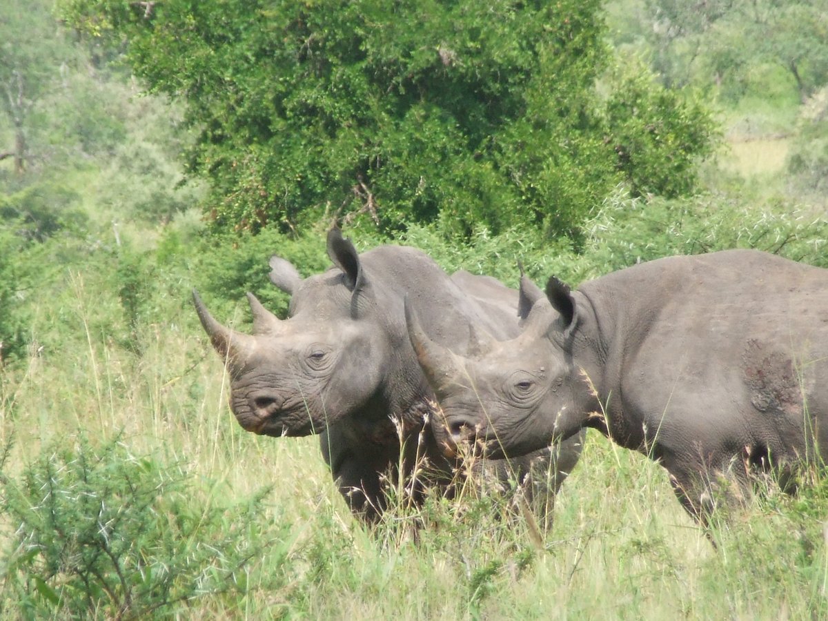 SafariKZNMark's tweet image. My last nostalgic post for July. And some of the last horned rhino I encountered. Profiles change but the thrill will always be there. This was a truly phenomenal morning & one that will always remain with me. #rhinofriday #rhino #conservation #Safari #SouthAfrica @KP24