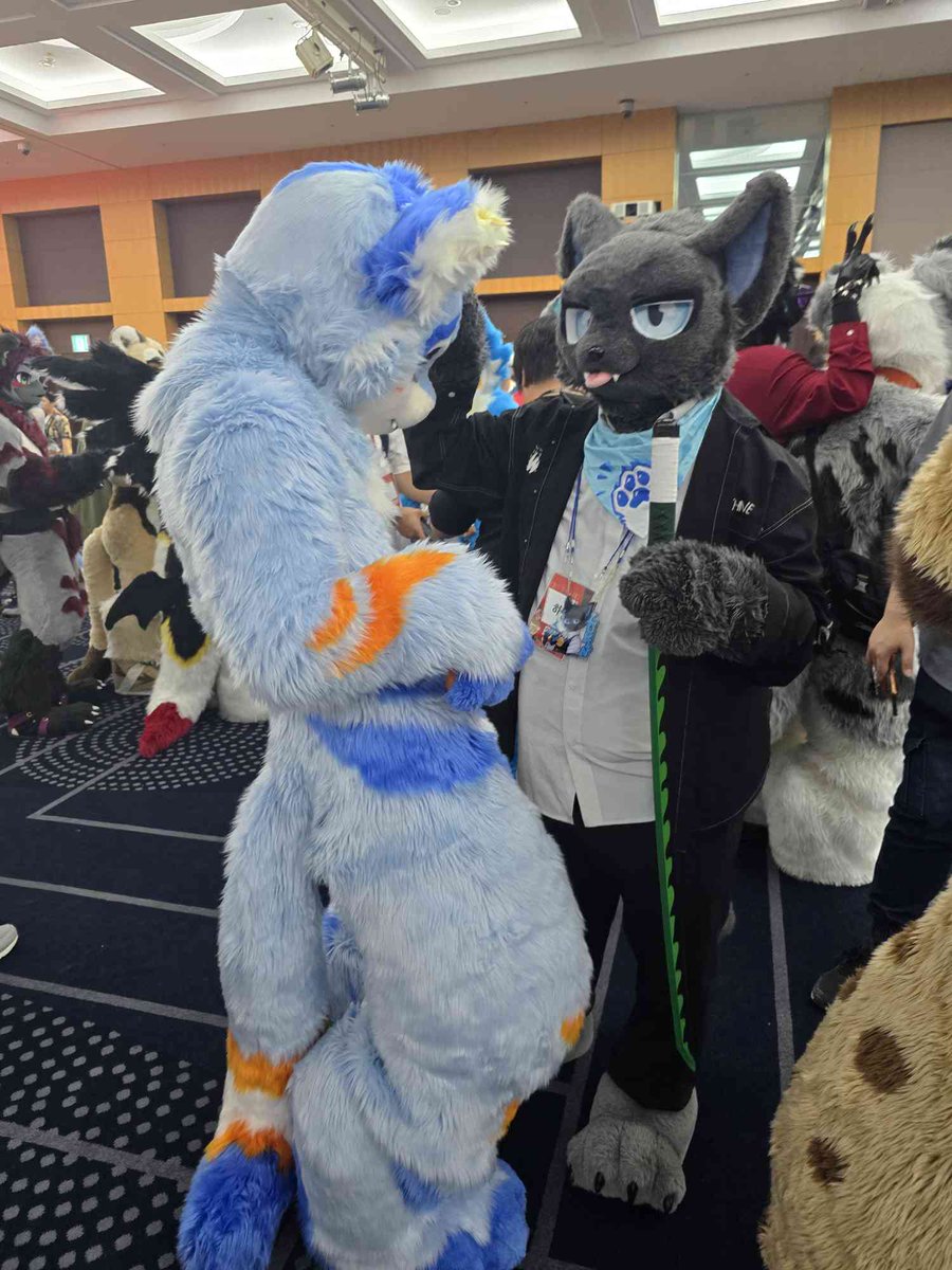 KailiFurry's tweet image. 퍼클 2-shots #fursuit #furry
I'm glad Furst Class gave me the opportunity to meet many Korean fursuiters I've only seen online