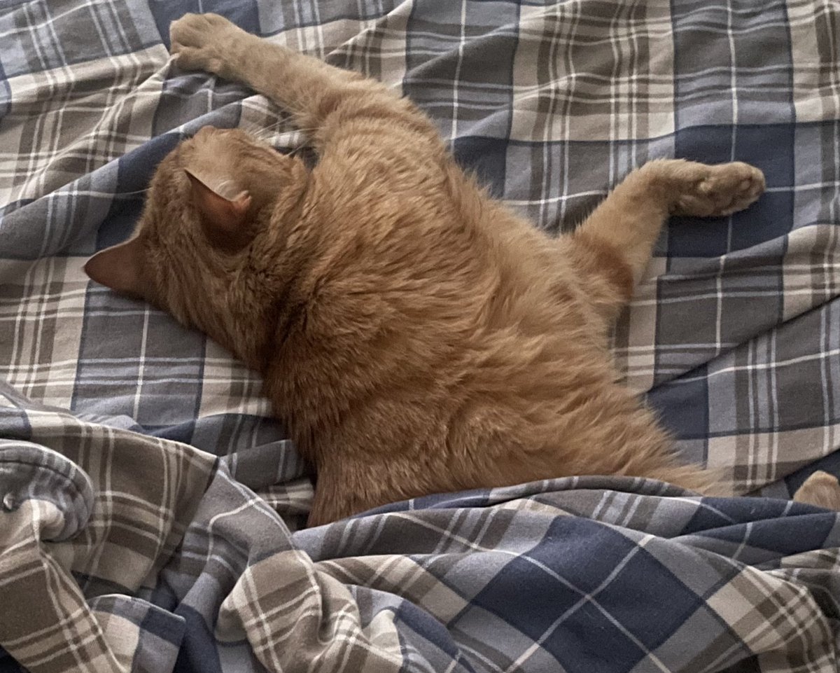 JacK_GingerCat's tweet image. Yes! 😻
Human’s working from home today, so I get to stay snuggled in bed! 💤
Happy Friday chums!
JacK 🐾🐾
#CatsofTwittter #CatsOfX