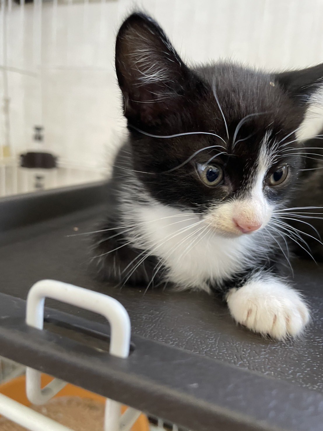 ねこ 白黒ぶちネコ25A4BW ぬいぐるみ | capeesh |重力に素直な