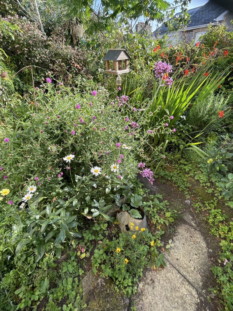 helen21206699's tweet image. Good morning from #sunshine in my little #cottage #garden