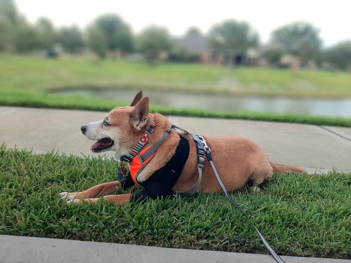 EltonSherrif's tweet image. In da evenings, when it's not too hot (but still kinda TX hot 🥵), I luvs to pawtrol da lakes, although I dunno walk all around it in da heat (my eggcuse to daddy, actually I is 87 in doggo years😁). My pawrents make every day special & we do things to keep I active 🙏🐾🚔🐕💞👍