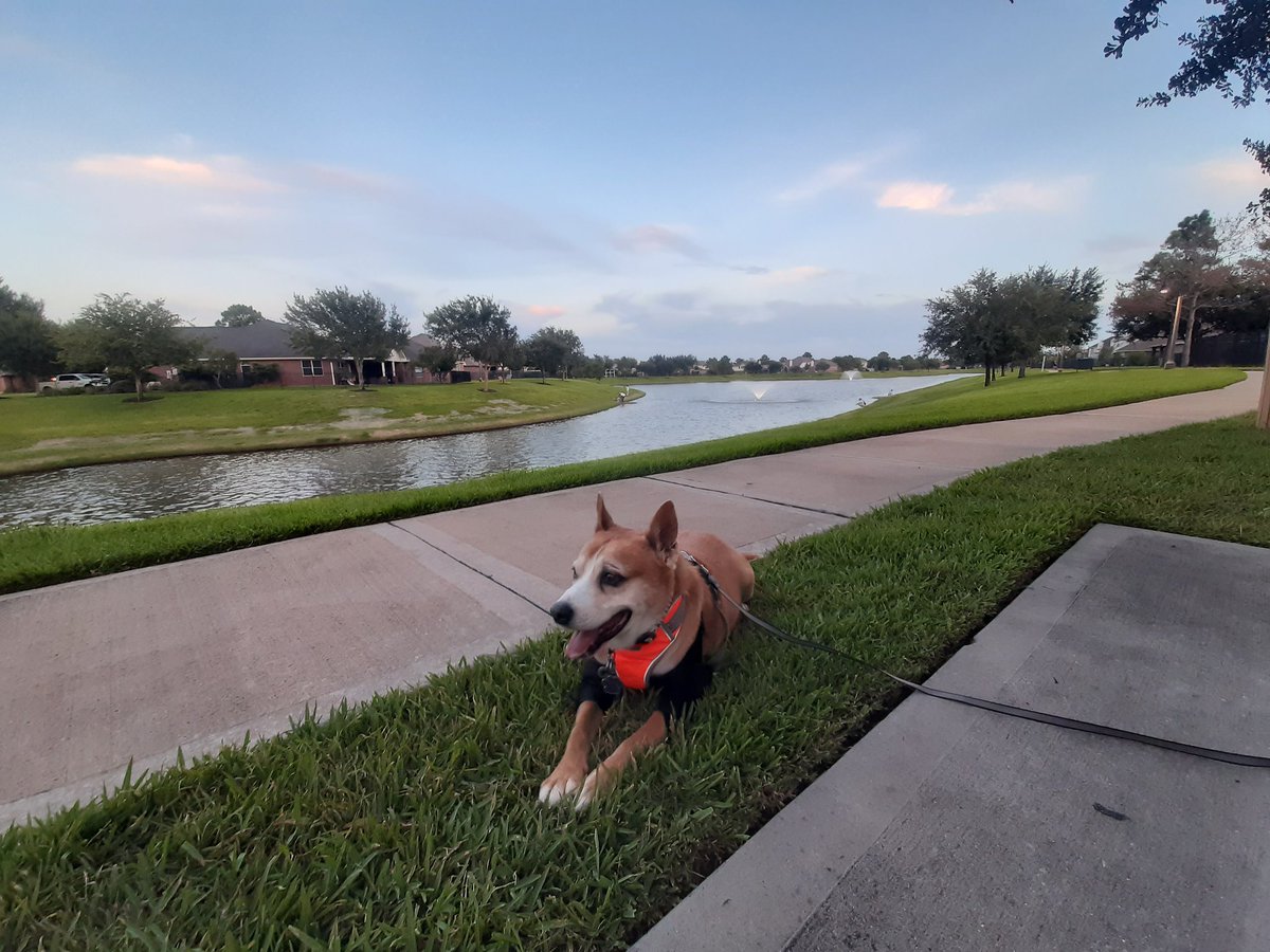EltonSherrif's tweet image. In da evenings, when it's not too hot (but still kinda TX hot 🥵), I luvs to pawtrol da lakes, although I dunno walk all around it in da heat (my eggcuse to daddy, actually I is 87 in doggo years😁). My pawrents make every day special & we do things to keep I active 🙏🐾🚔🐕💞👍