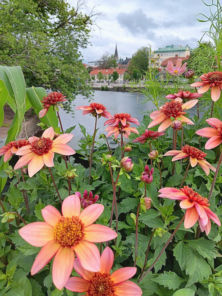AnetteJonasson's tweet image. Flowers makes me happy
☺️💞🧡
#FlowersOnFriday
#FlowersOnX