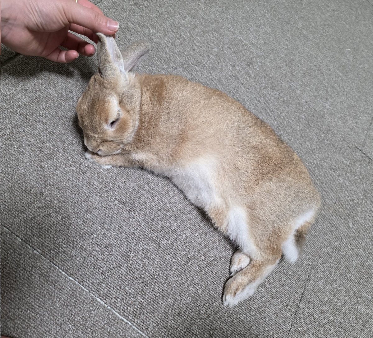 gagoolily's tweet image. 토끼도 이런거 만들면 좋겠다
잠자는 토끼방향제~