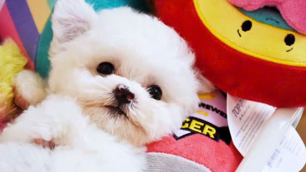 DutchAlphaCalls's tweet image. Aped some $HUAHUA a viral dog on TikTok.
2ji7kMMKSQ2mmwCcgDkzvh32a5D36A5s8qVCho8wbonk