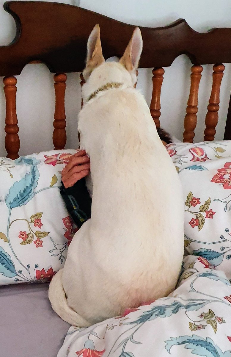 HJFriedland's tweet photo. Everyone should own an affectionate dog ... https://t.co/XAhTCiY3gs