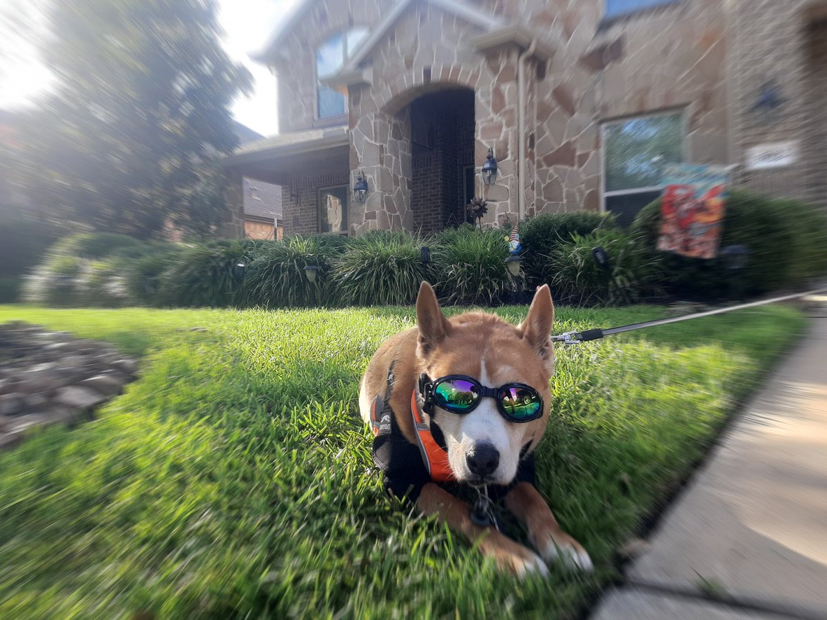 EltonSherrif's tweet image. They say dogs are "unemployed & sleep 16 hours a day"🙄that's nonsense. Firstly, I Sheriff & busy on pawtrols, peemailing & other critical activities, here you see I guarding our house. Secondly, I don't sleep 16 hours daily, according to daddy it's 18🤭🙏🐾🚔🐕💞Love. Respect.