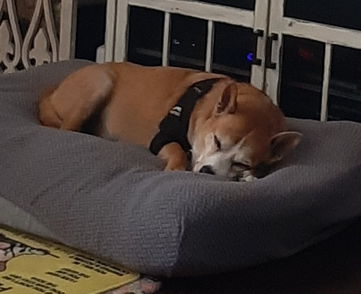 EltonSherrif's tweet image. They say dogs are "unemployed & sleep 16 hours a day"🙄that's nonsense. Firstly, I Sheriff & busy on pawtrols, peemailing & other critical activities, here you see I guarding our house. Secondly, I don't sleep 16 hours daily, according to daddy it's 18🤭🙏🐾🚔🐕💞Love. Respect.