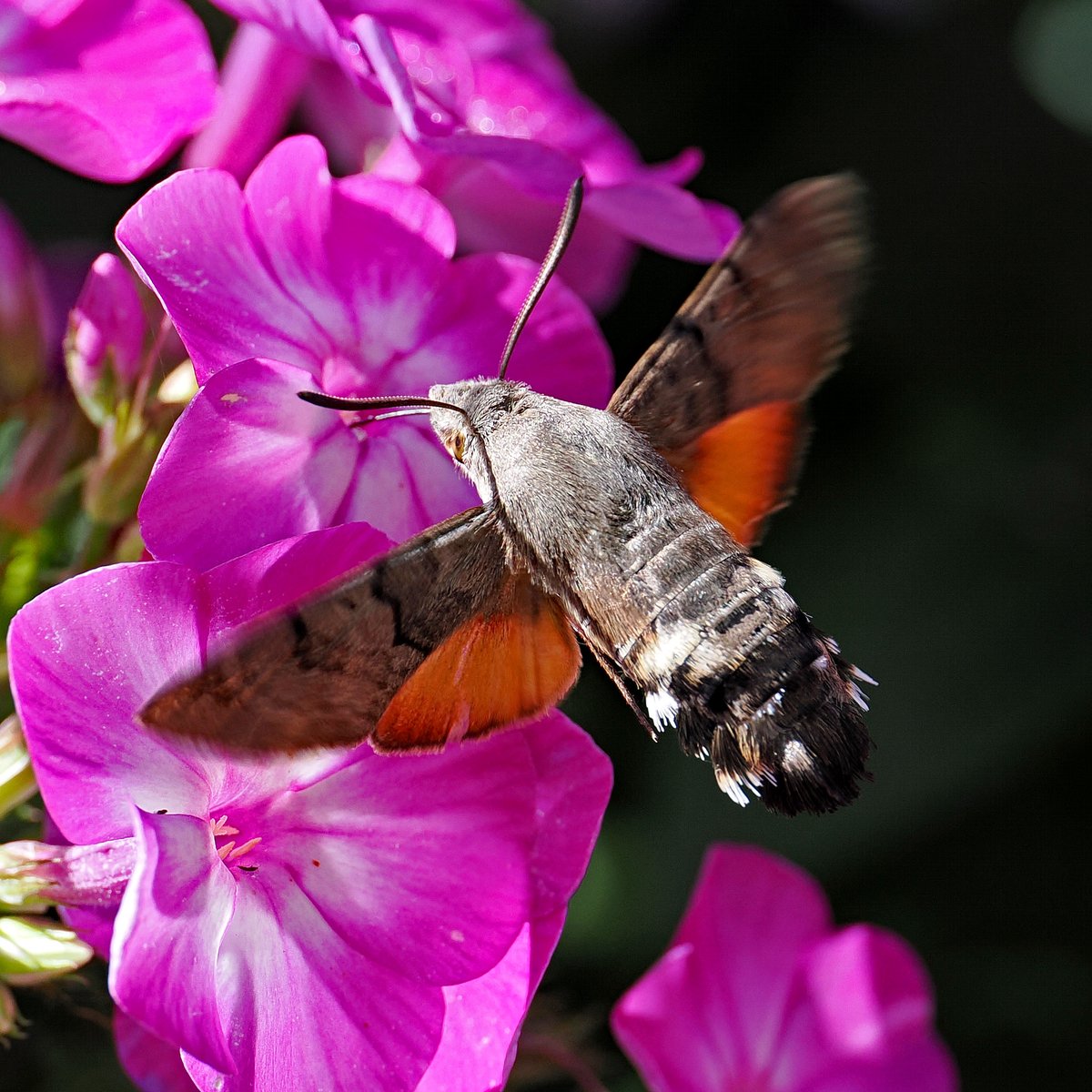 jwood_t's tweet image. After a thunderstorm with torrential rain and hail on Monday the number of insects in the garden has dropped & concern for the Humming-bird Hawkmoths as, after daily visits since mid June, none seen. Thankfully, back to normal service yesterday with 3 sightings. Photo on 21st.