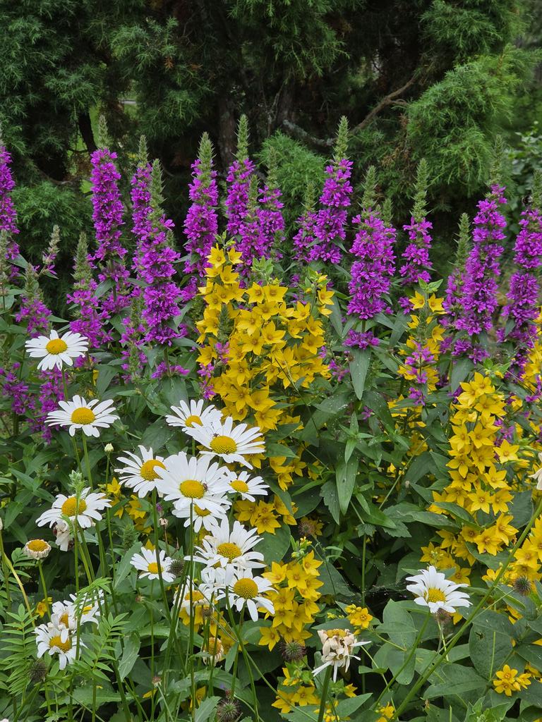Piam68377597's tweet image. Kolmen kimppa. Rantakukka, tarha-alpi ja päivänkakkara 🥰
#FlowersOnFriday