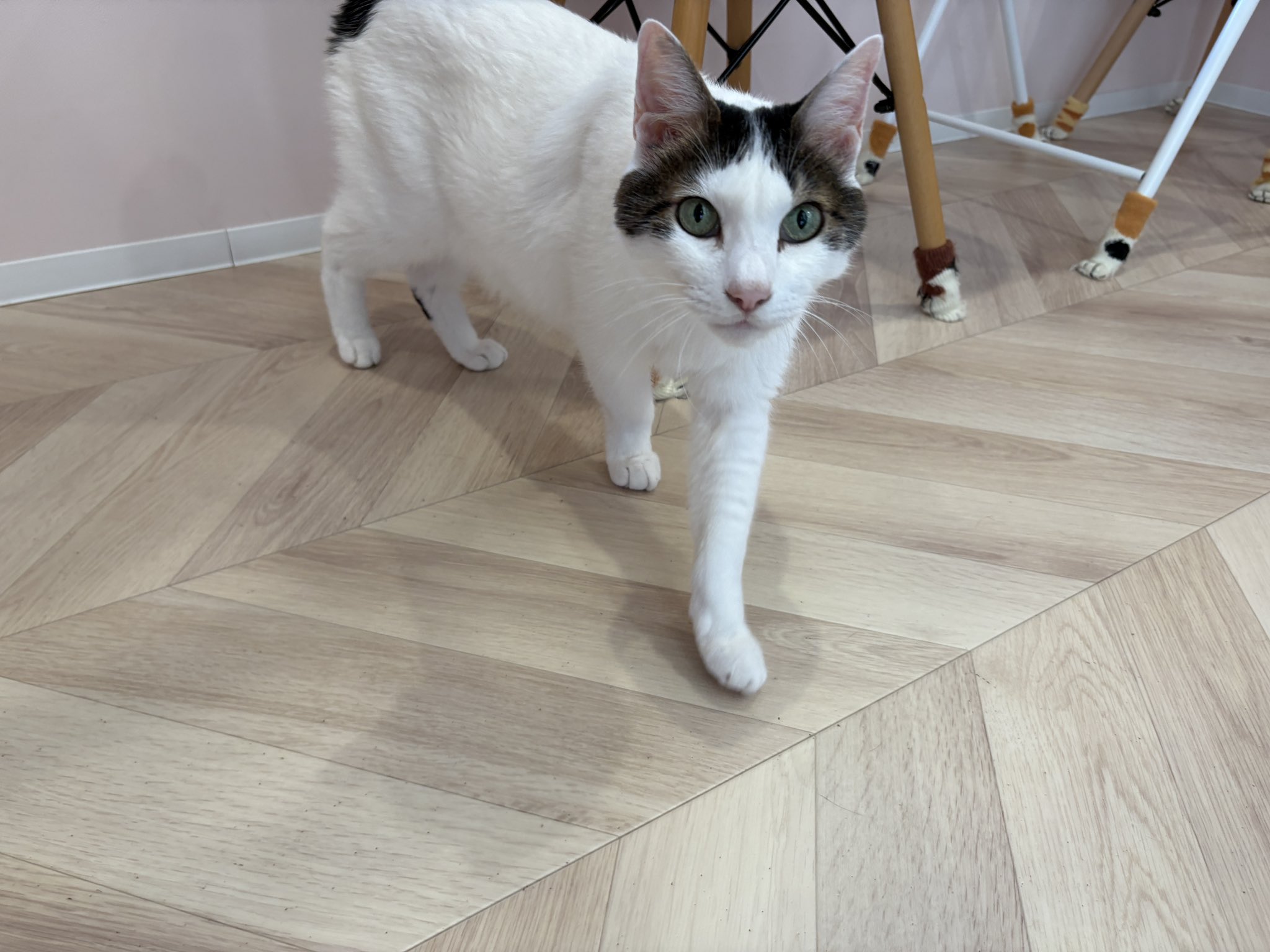 譲渡型保護猫Cafe あおねこ(新潟県田上町) on X: 